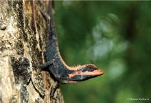 Reptiles