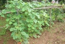 Vegetable Kitchen Garden