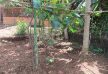 Vegetable Kitchen Garden