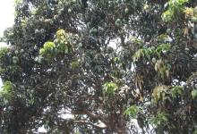 Fruits