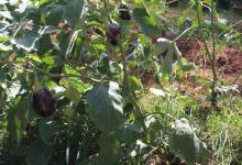 Vegetable Kitchen Garden