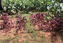 Vegetable Kitchen Garden