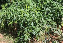 Vegetable Kitchen Garden