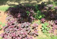 Vegetable Kitchen Garden