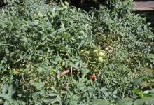 Vegetable Kitchen Garden