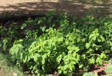 Vegetable Kitchen Garden