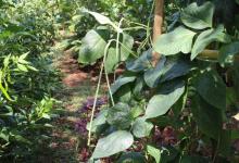 Vegetable Kitchen Garden