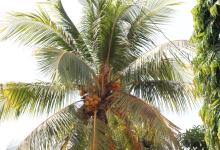 Fruits