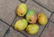 Fruits