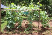 Vegetable Kitchen Garden