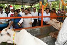 On the occasion of 72nd Birthday of Hon'ble Prime Minister, Shri Narendra Modi, Hon'ble Governor presided over the programme of inauguration of  “Gaushala” indigenous cows of Goa at Raj Bhavan at the hands of Hon'ble Chief Minister Dr.Pramod Sawant 