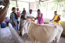 HON'BLE GOVERNOR PERFORMS GOVARDHAN POOJA AT RAJ BHAVAN.