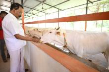 HON'BLE GOVERNOR PERFORMS GOVARDHAN POOJA AT RAJ BHAVAN.