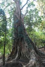 HON'BLE GOVERNOR VISITED ANCIENT TREE AT SHREESTHAL CANACONA AND UNDERSTAND THE HISTORY AND OTHER DETAILS OF THE TREE