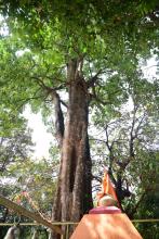 HON'BLE GOVERNOR VISITED KOLGIRO AND MUDALGIRO TO SEE JAMUN AND ALSTONIA SCHOLARIS TREES AT THANE DONGURLI.