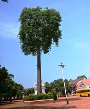 HON'BLE GOVERNOR VISITED MADDI(STERCULIA FOETIDA) TREE NEAR HOLY SPIRIT CHURCH AND UNDERSTANDING THE HISTORY AND OTHER DETAILS OF THE TREE.