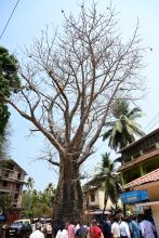 HON'BLE GOVERNOR VISITED OLD QUEPEM POLICE STATION AREA AT OLD BAOBAB TREE.